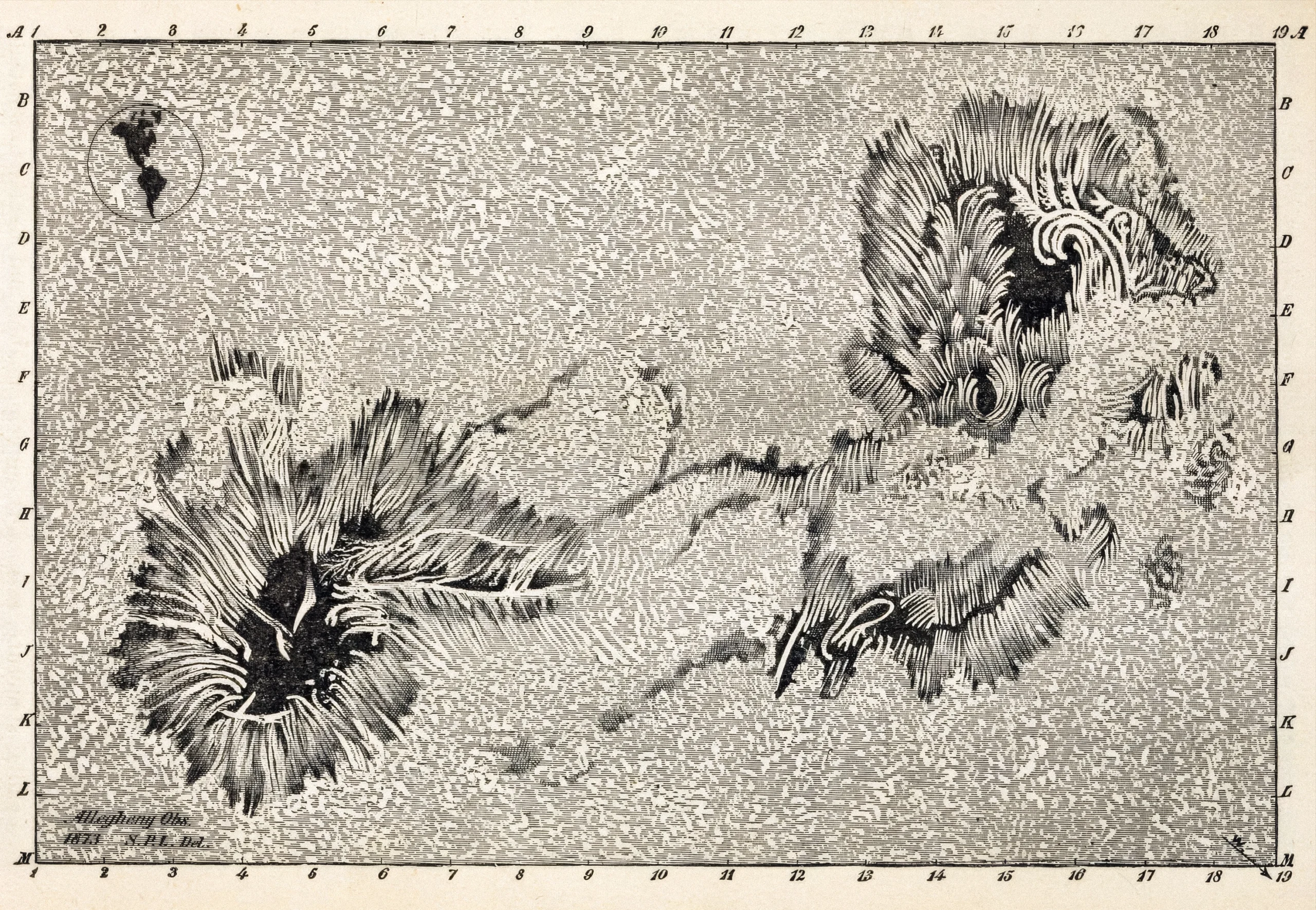 A detailed black-and-white drawing of two large sunspot groups on the solar surface. Each sunspot group has a dark center surrounded by elaborate strands hair-like fibrils sweeping outward in curved, flowing patterns suggesting strong magnetic field lines.