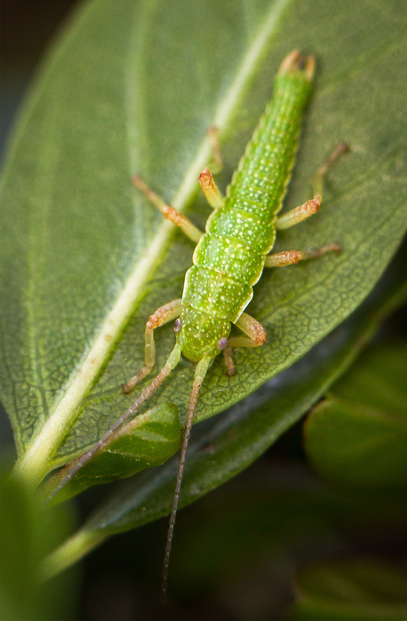 A striped stick bug on a striped leaf
