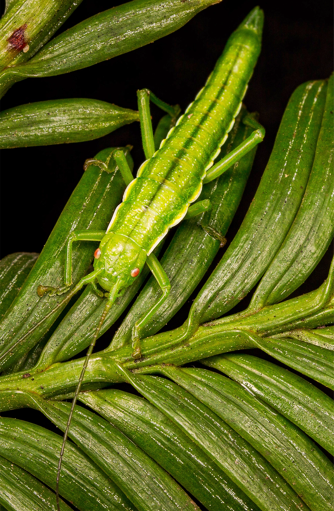A bright green stick bug on a green leaf.