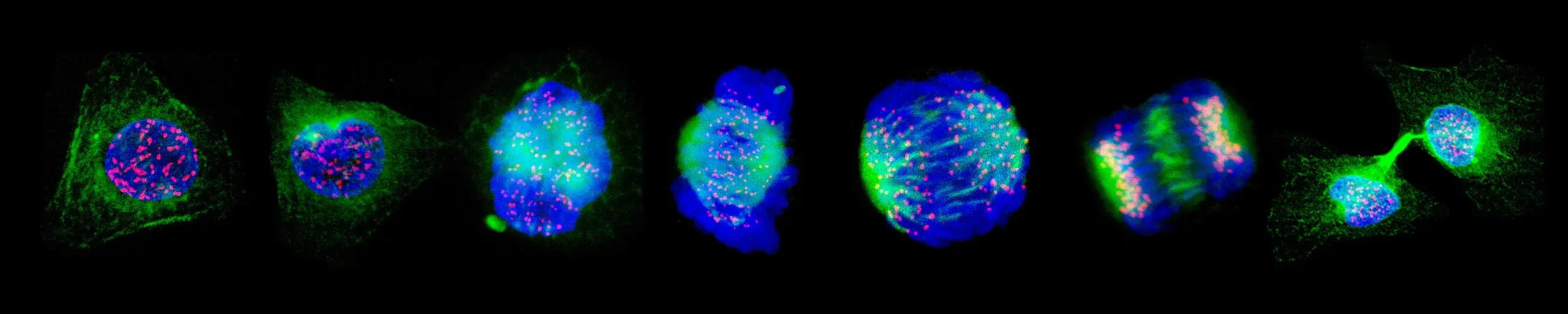 Fluorescent microscopy reveals a sequence of images of cell division.