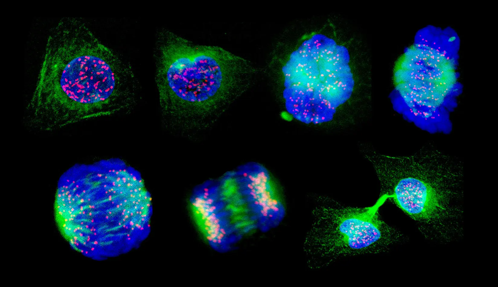 Fluorescent microscopy reveals a sequence of images of cell division.