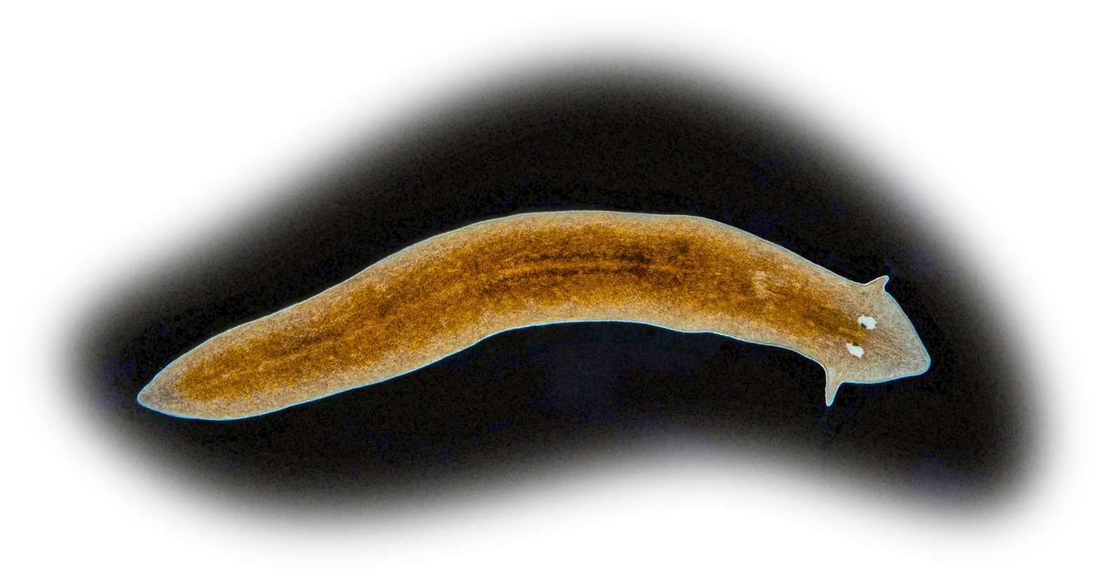 A brown worm has an arrow-shaped head with two cross-eyed eyespots.