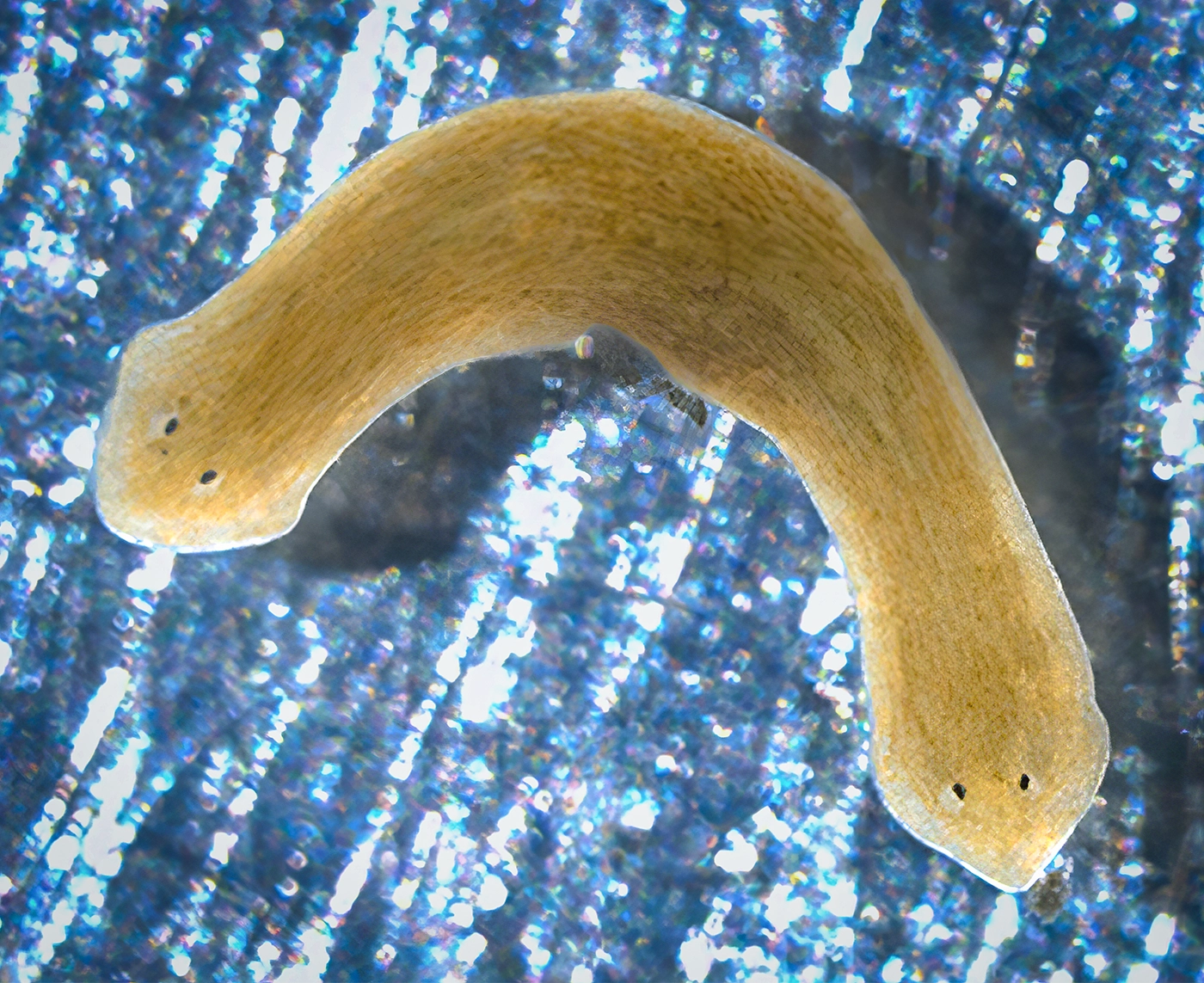 A planarian worm has a head at either end of its body.