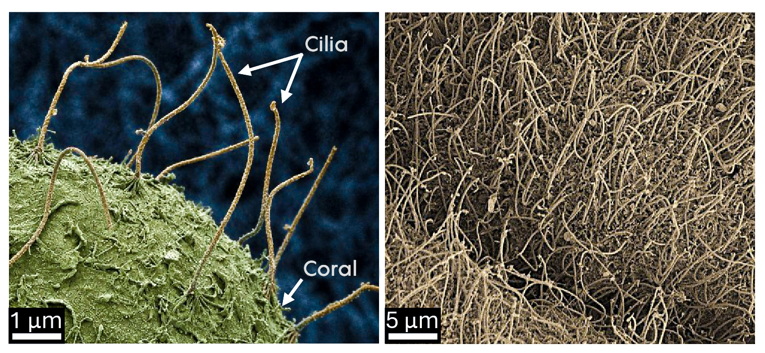 A microscopic image shows hairlike cilia on a coral.
