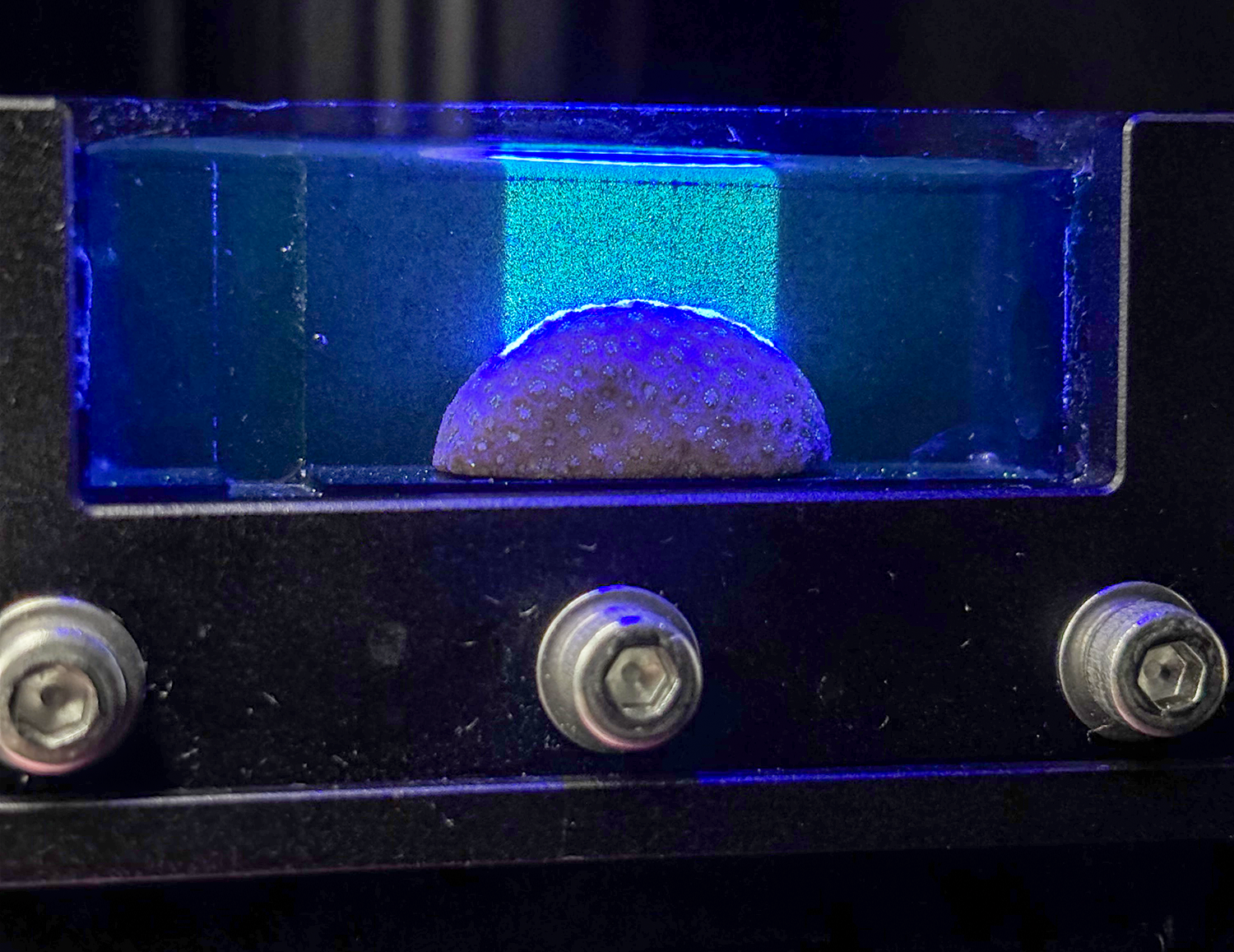 Corals sit in tanks of water in a lab.