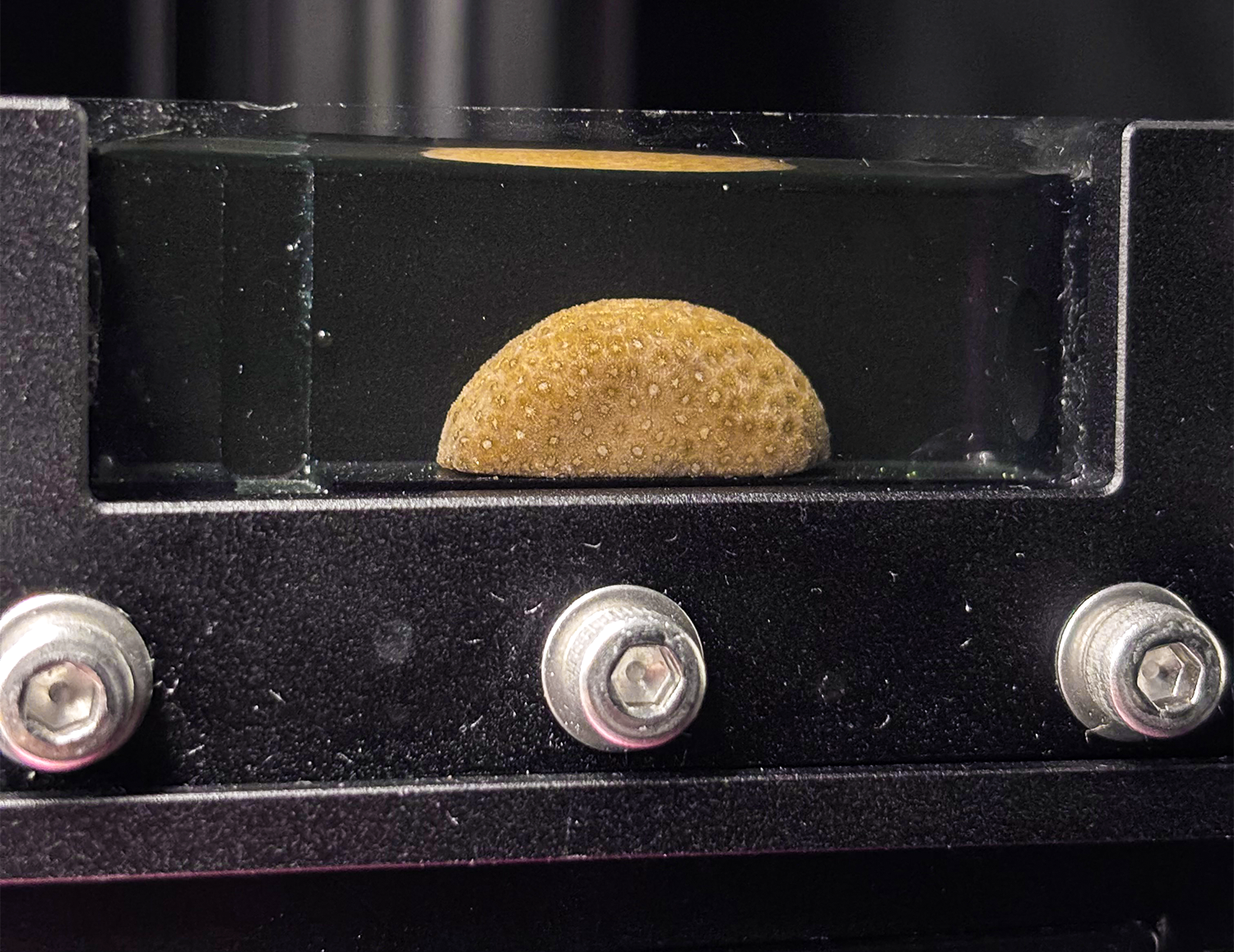 Corals sit in tanks of water in a lab.