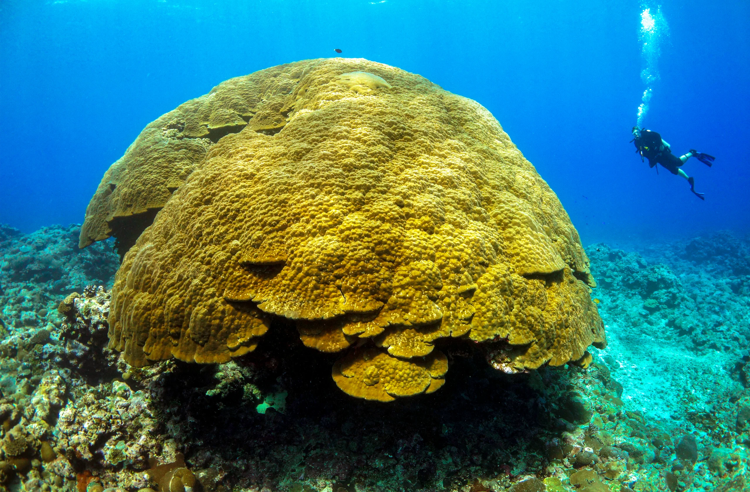 A large dome of coral in the open ocean.