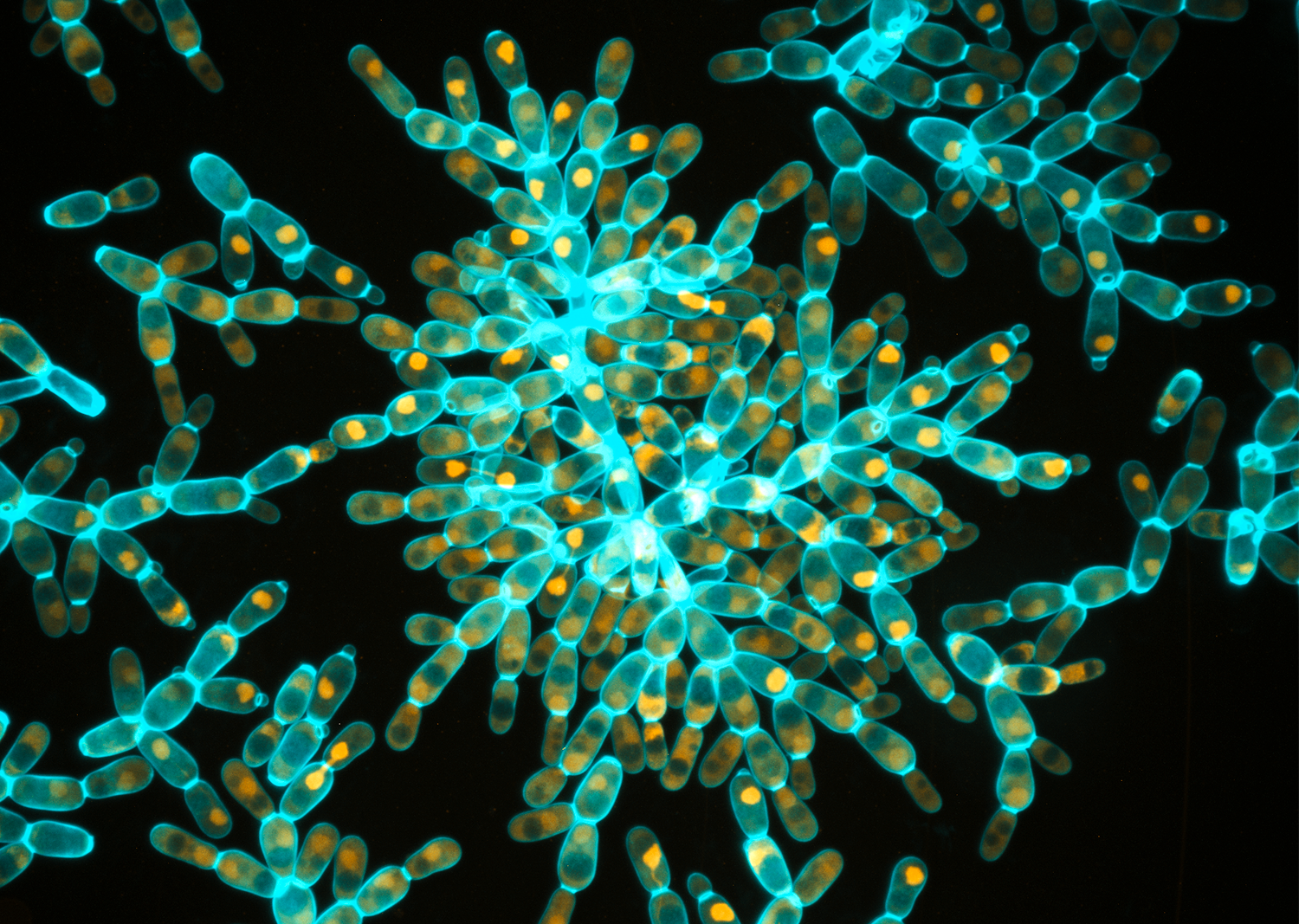 Many oval cells clumped together, as seen under the microscope.