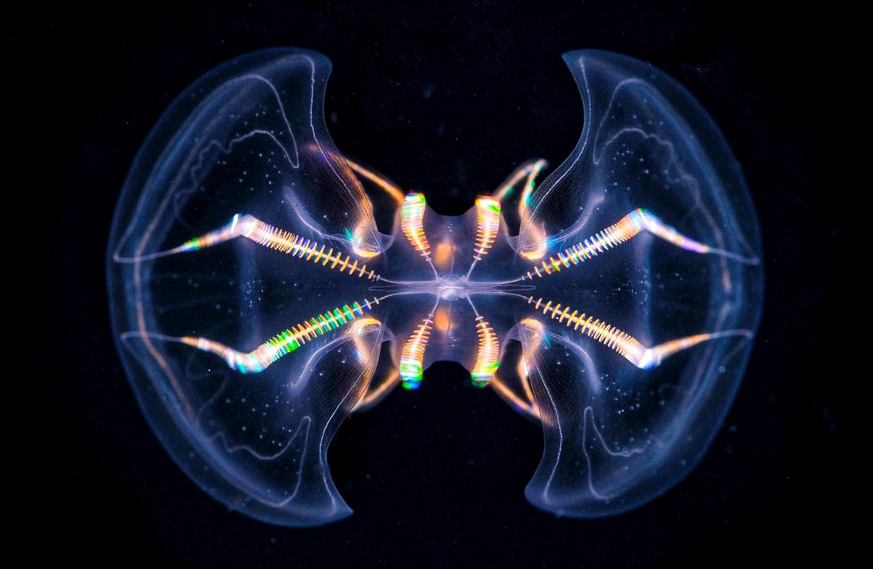 A translucent, bow-tie-shaped comb jelly against black water, with rainbow-colored light rippling along rows of cilia.
