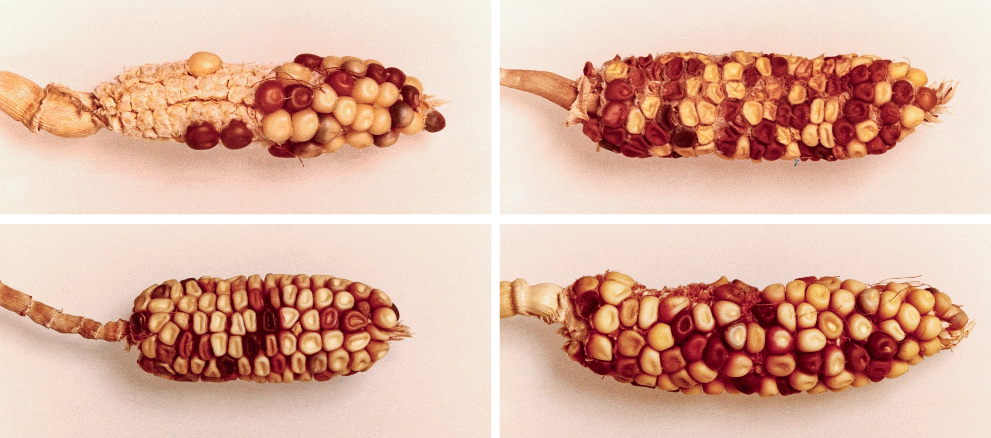 A grid of four pictures of corn with yellow and purple kernels.