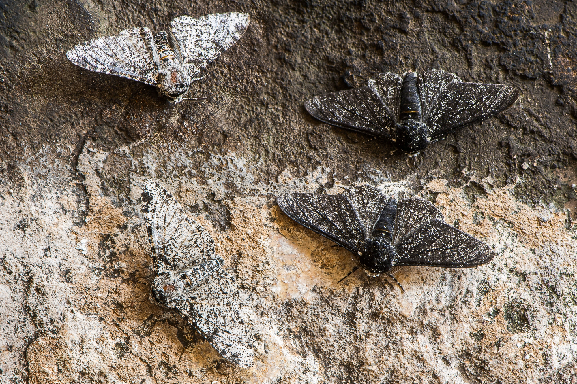 White and black peppered moths sit on tree bark.