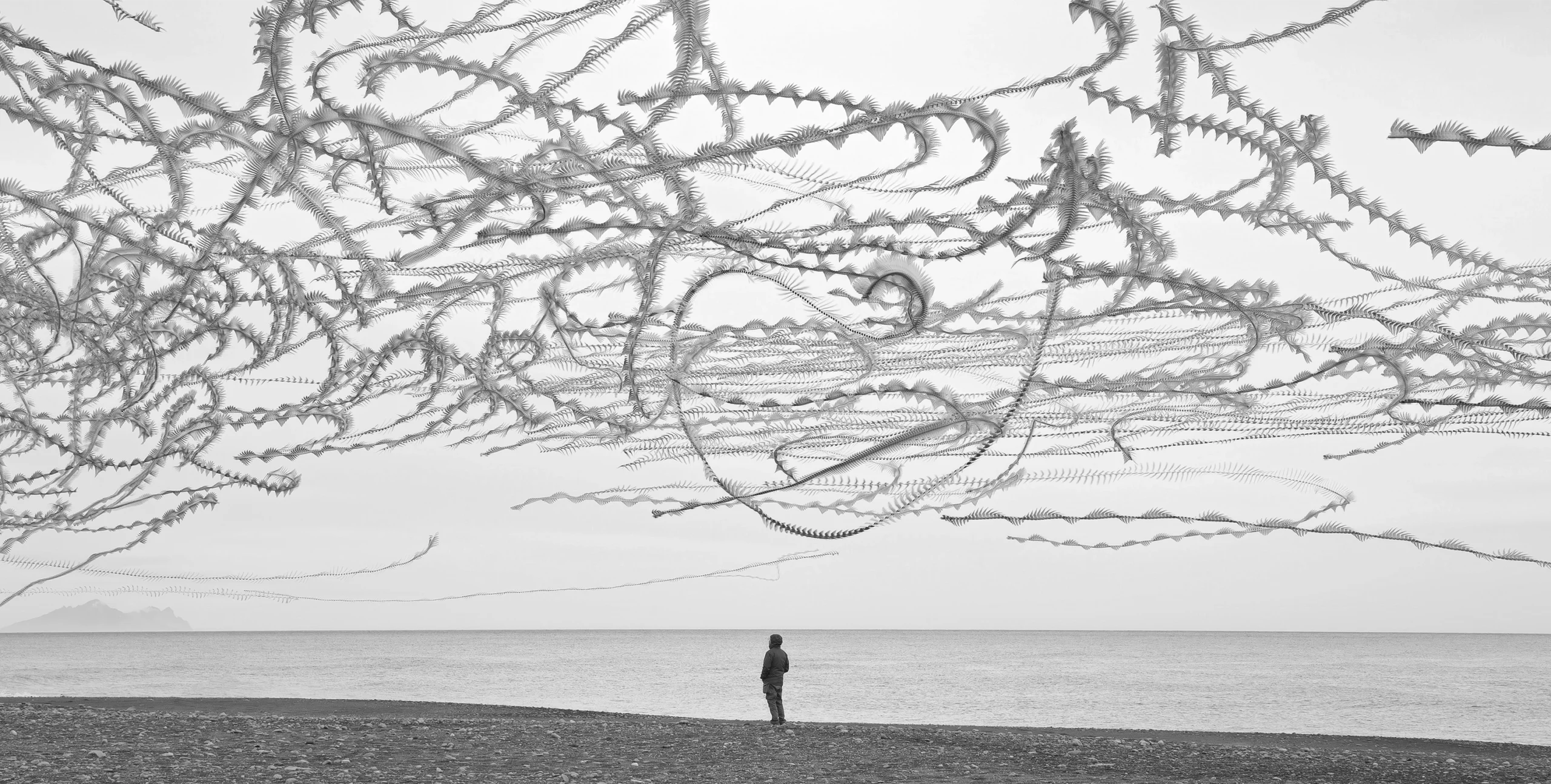 Composite image in black and white of a bird flying above a person standing on the shore.