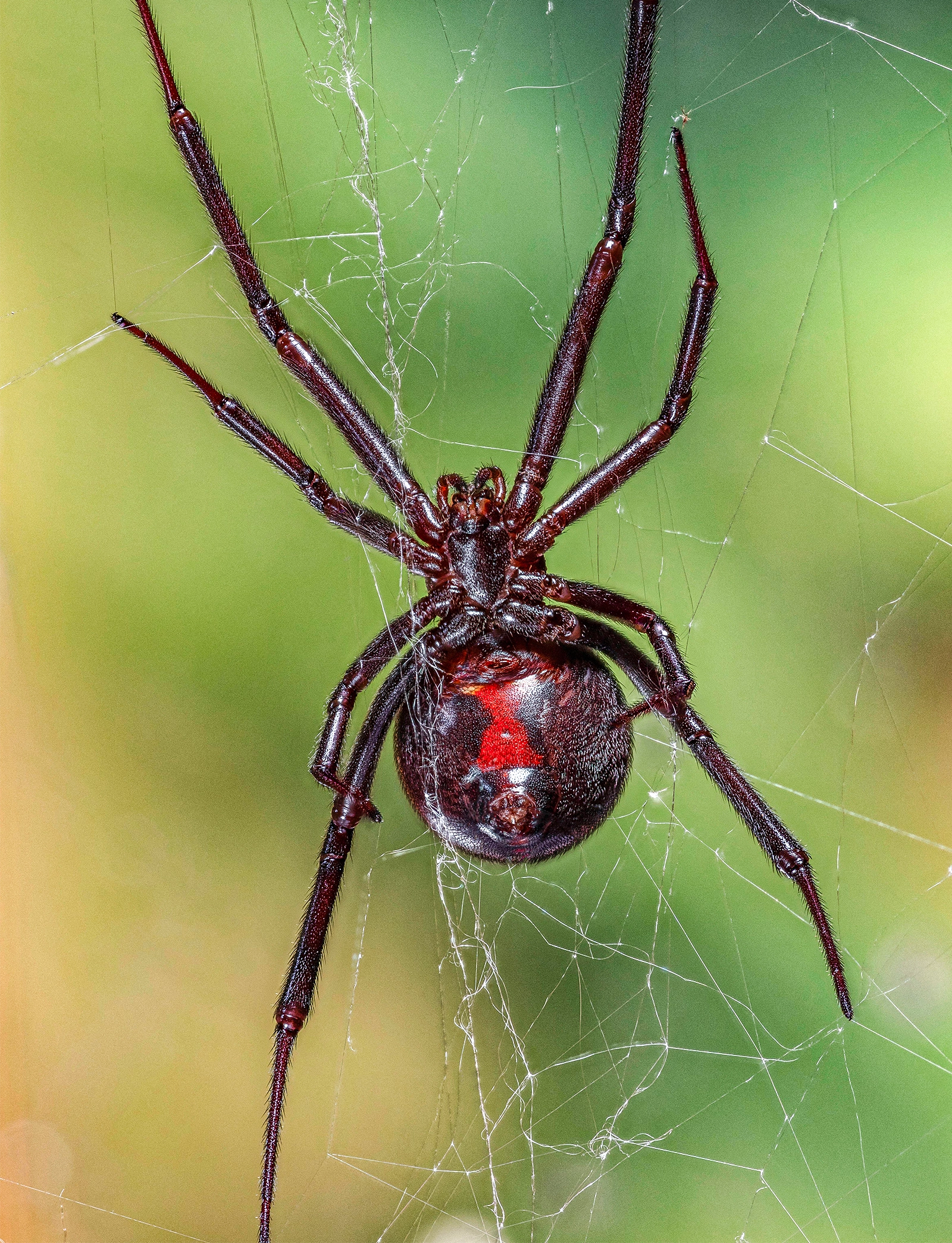A black spider with red patches on its body.
