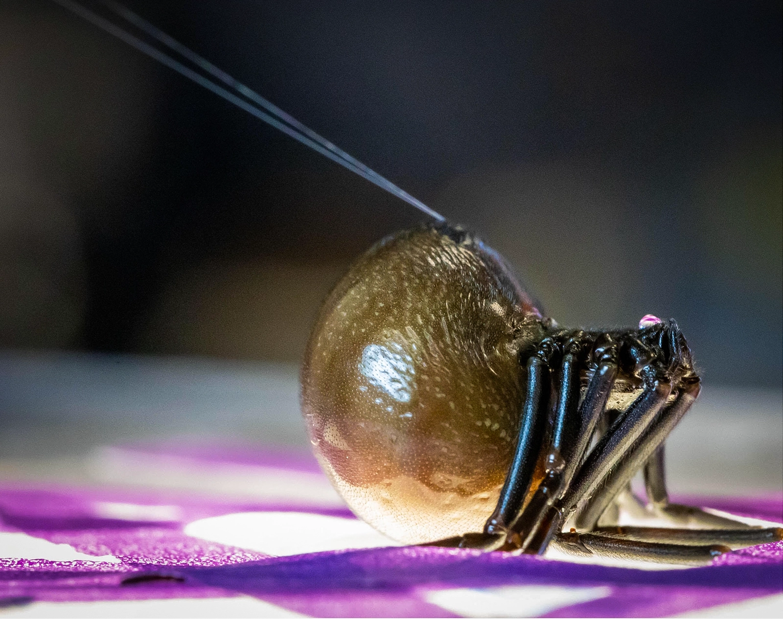 Two thin strands of silk extend from an unconscious spider lying on its back.