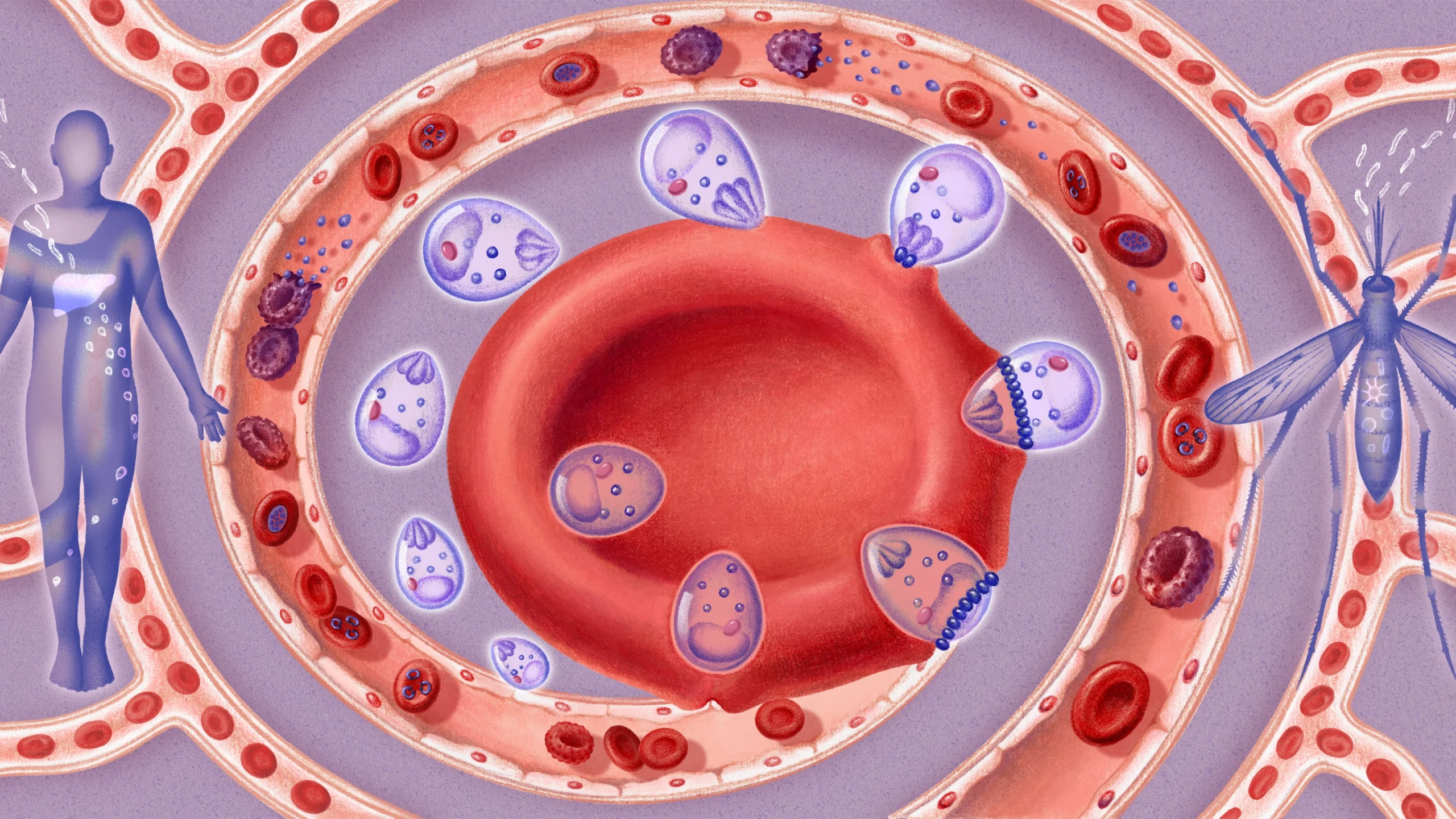 An illustration shows a small parasite, in stages, pressing into a central red blood cell. Surrounding blood vessels show the blood cell infection in its different stages.