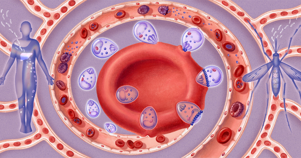 Researchers Image Malaria Parasite's Invasion Portal
