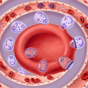 An illustration shows a small parasite, in stages, pressing into a central red blood cell. Surrounding blood vessels show the blood cell infection in its different stages.