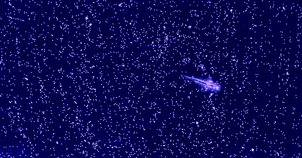 Sea Monkeys Show Scientists How To Rewrite a Rule of Turbulence | Quanta Magazine