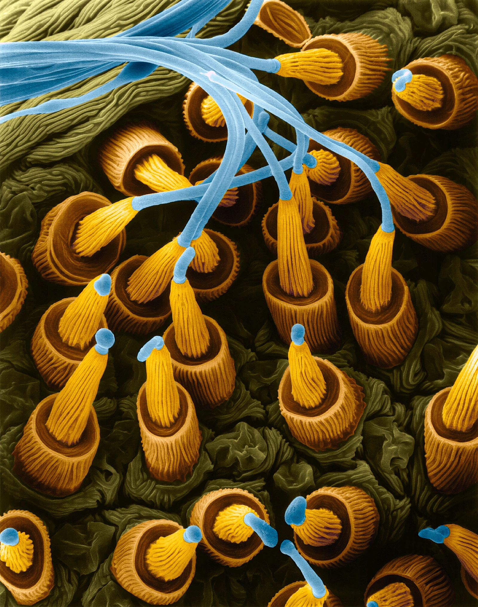 A thread of spider silk extrudes from a series of spigots, like icing being pressed out of an icing tip.
