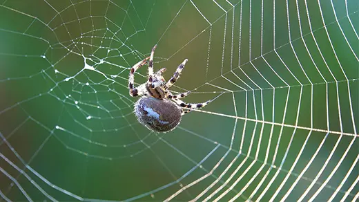A round blue spider with striped legs delicately attaches new silk thread across existing spokes in her web.