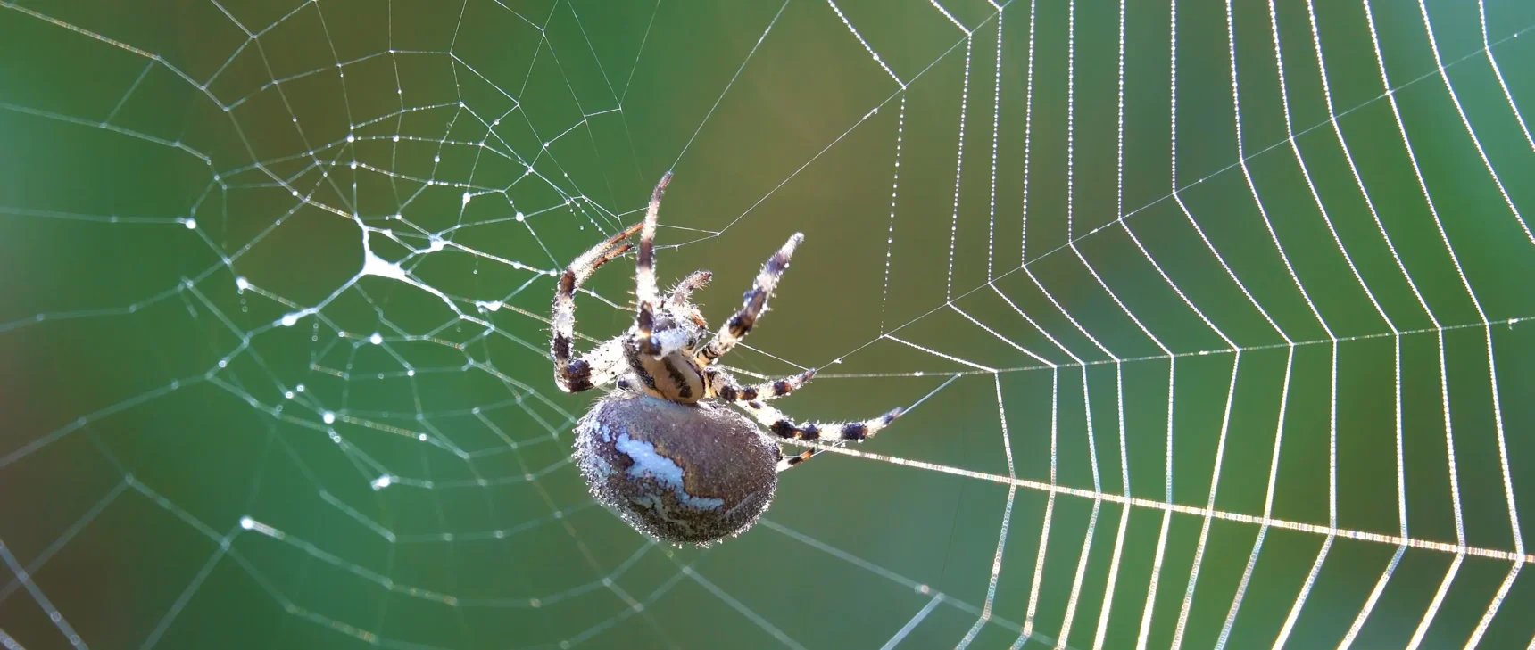 A round blue spider with striped legs delicately attaches new silk thread across existing spokes in her web.