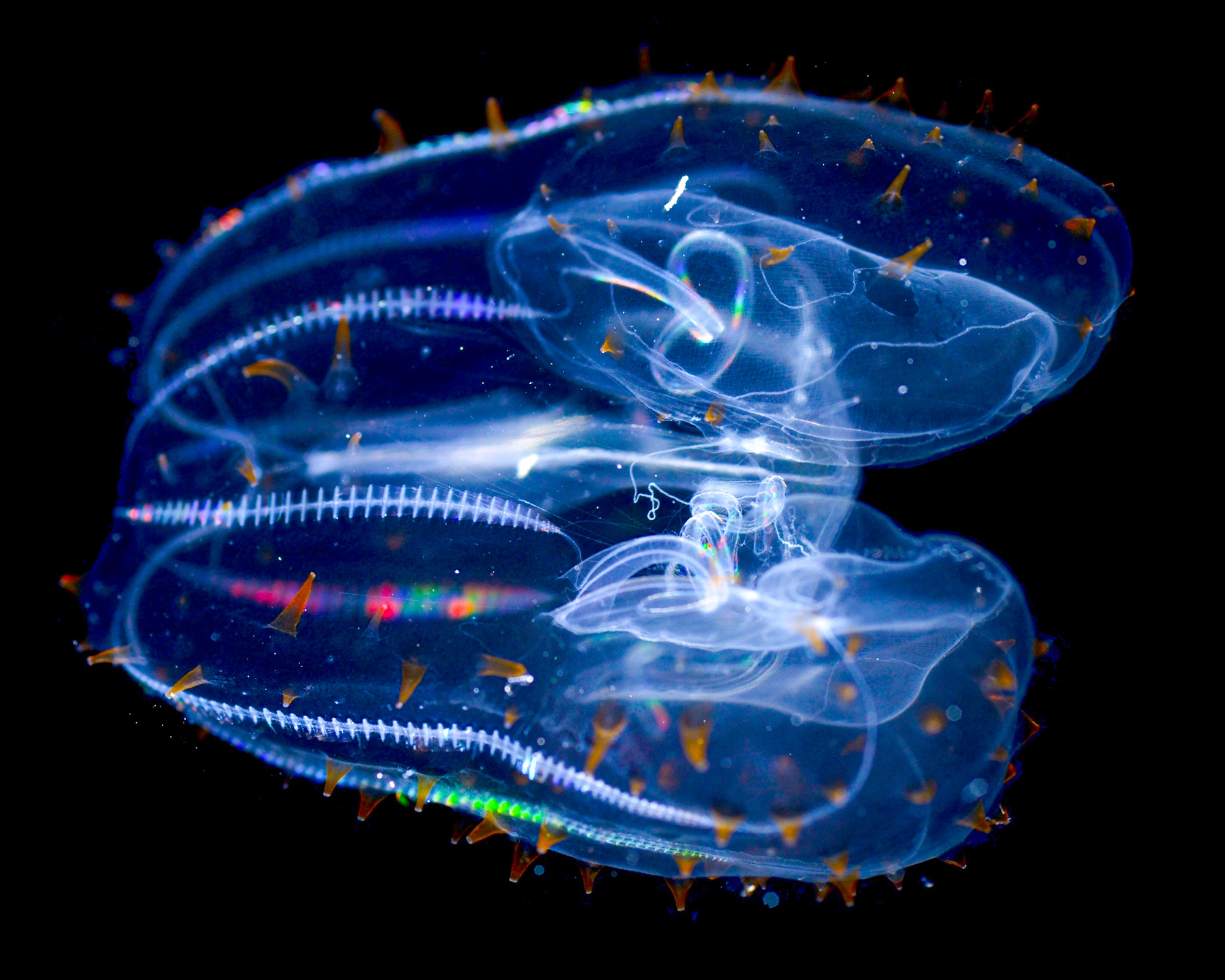 An elongated oval-shaped comb jelly with iridescent rainbow-colored rows of cilia.
