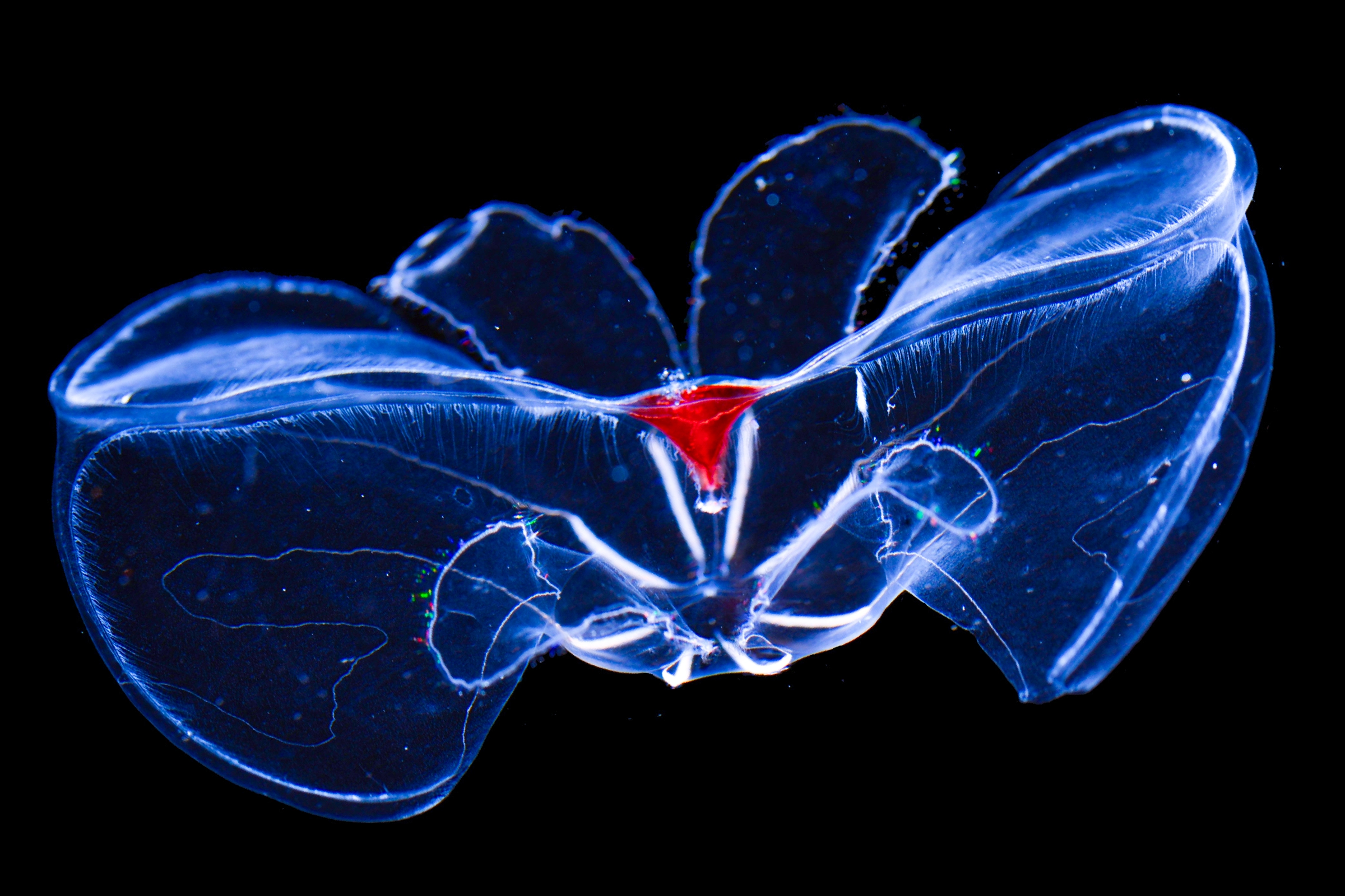 A lobed, flower-shaped comb jelly with wing-like extensions and a small red triangular structure at its center.