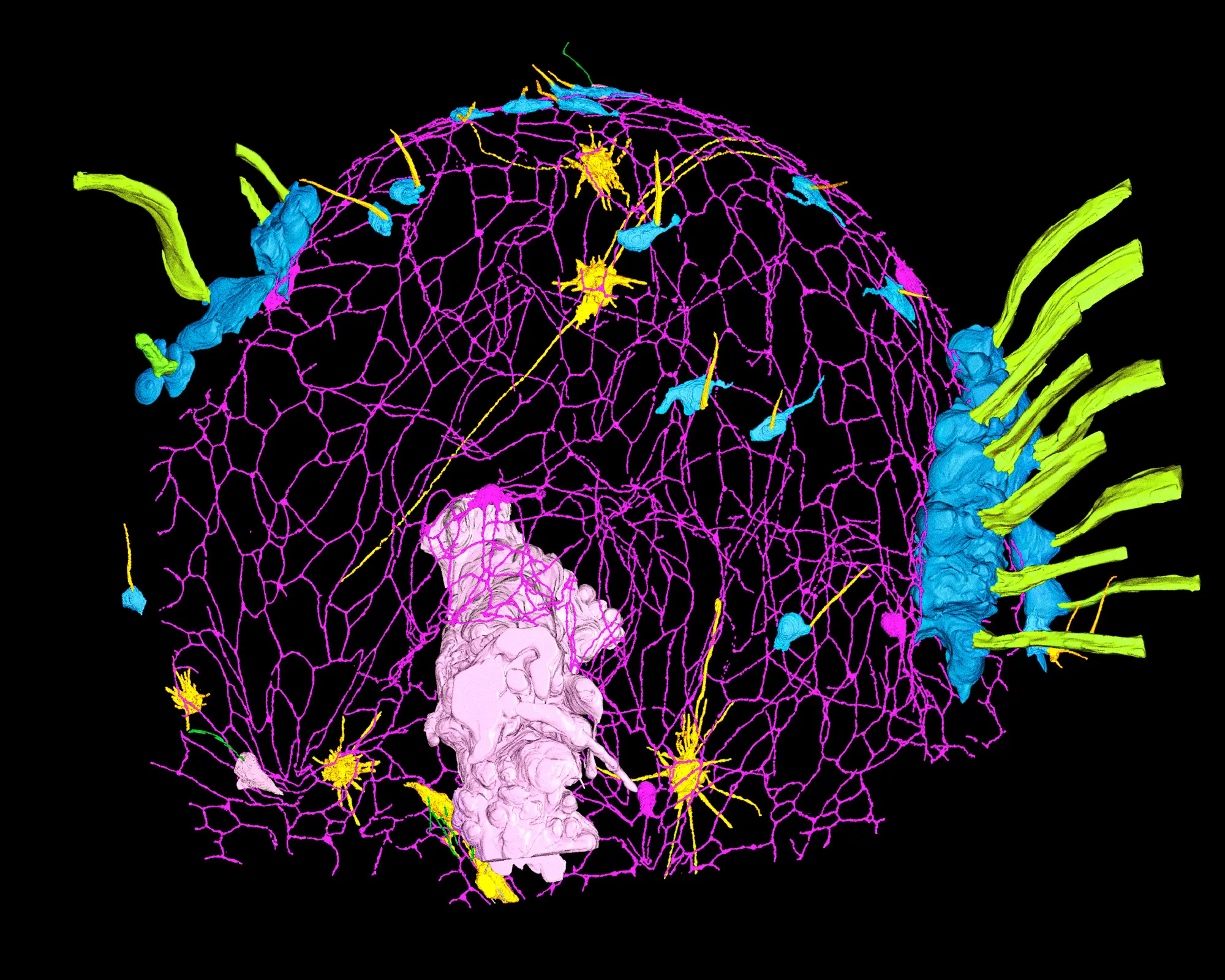 A color-coded 3D digital reconstruction of some of a comb jelly’s internal structures: a magenta mesh forms a dome-like scaffold of a nerve net, with pink and blue blob-like structures inside, green tube-like projections extending from the sides, and small yellow star-shaped clusters scattered throughout.