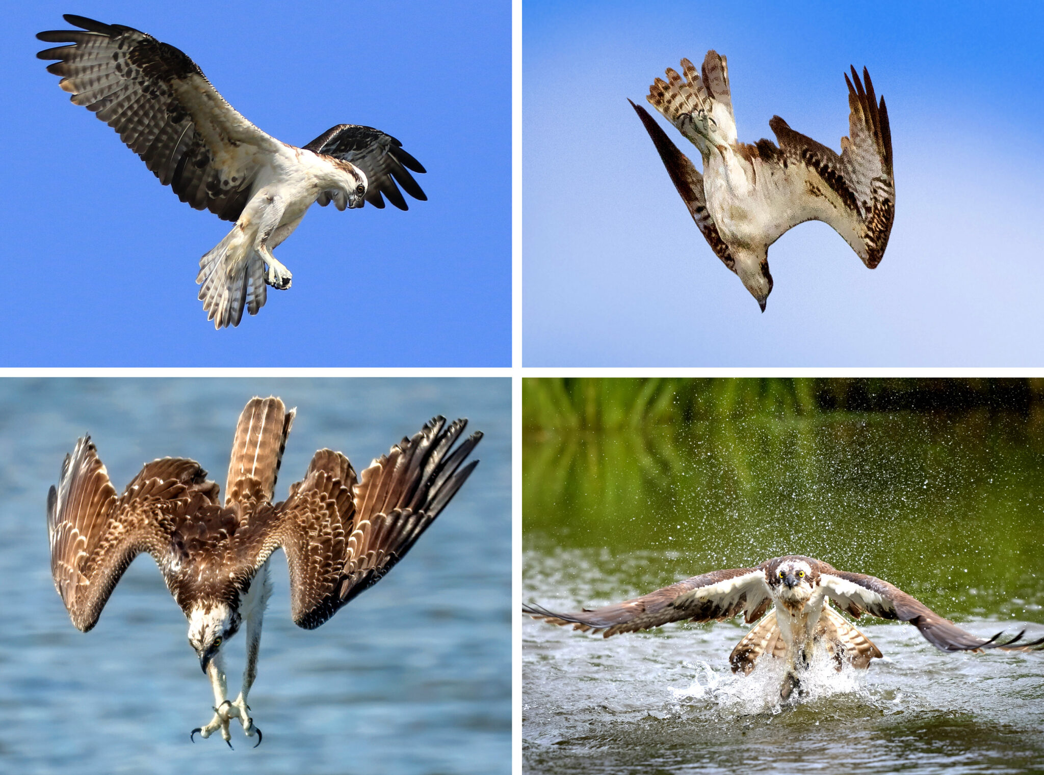 Geometric Analysis Reveals How Birds Mastered Flight | Quanta Magazine