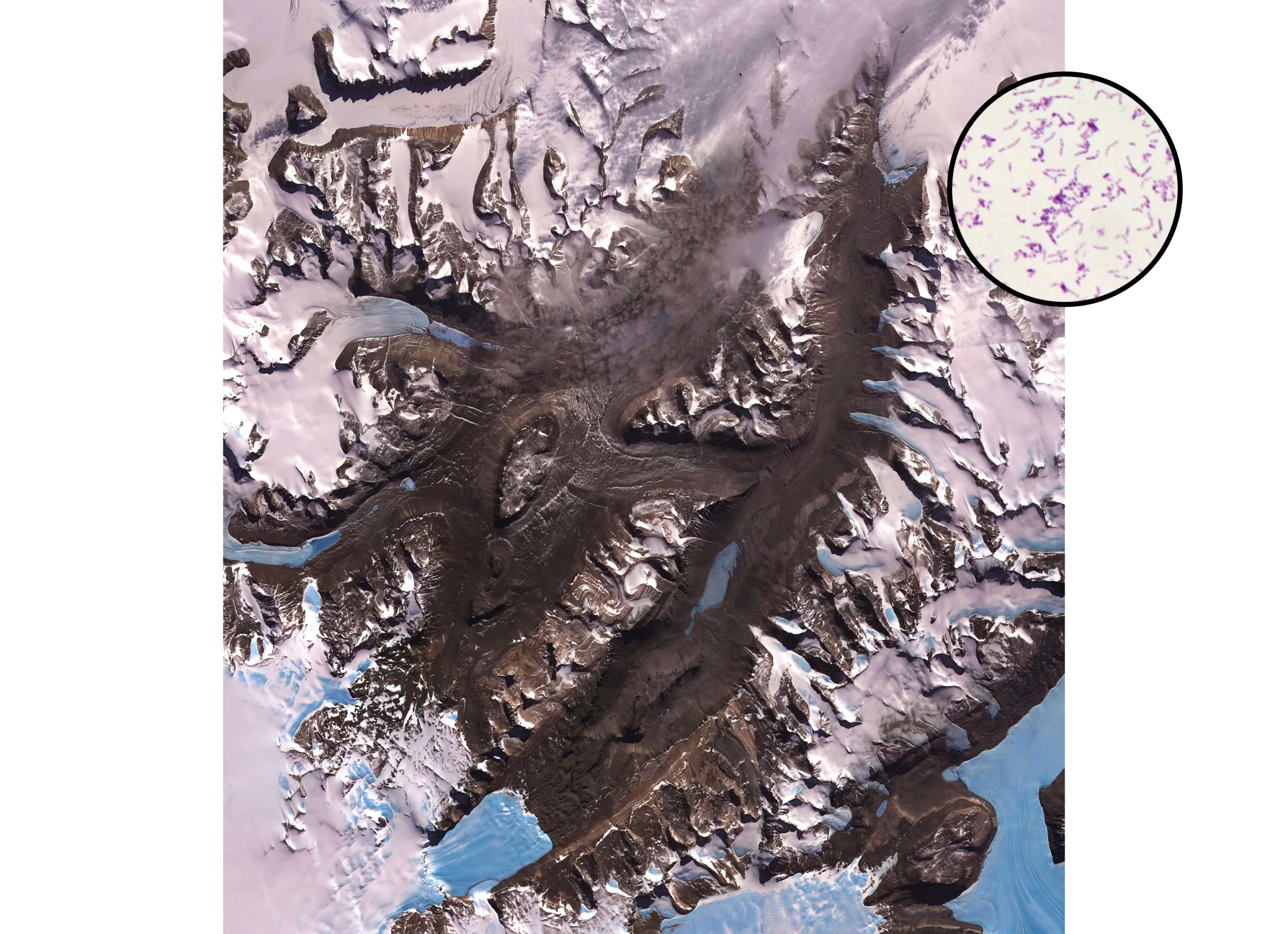 Main image: Satellite image of an Antarctic mountainous terrain with dark rocky peaks and valleys, and patches of snow and ice. Side image: Micrograph of purple-stained, rod-shaped bacteria scattered across a light background.