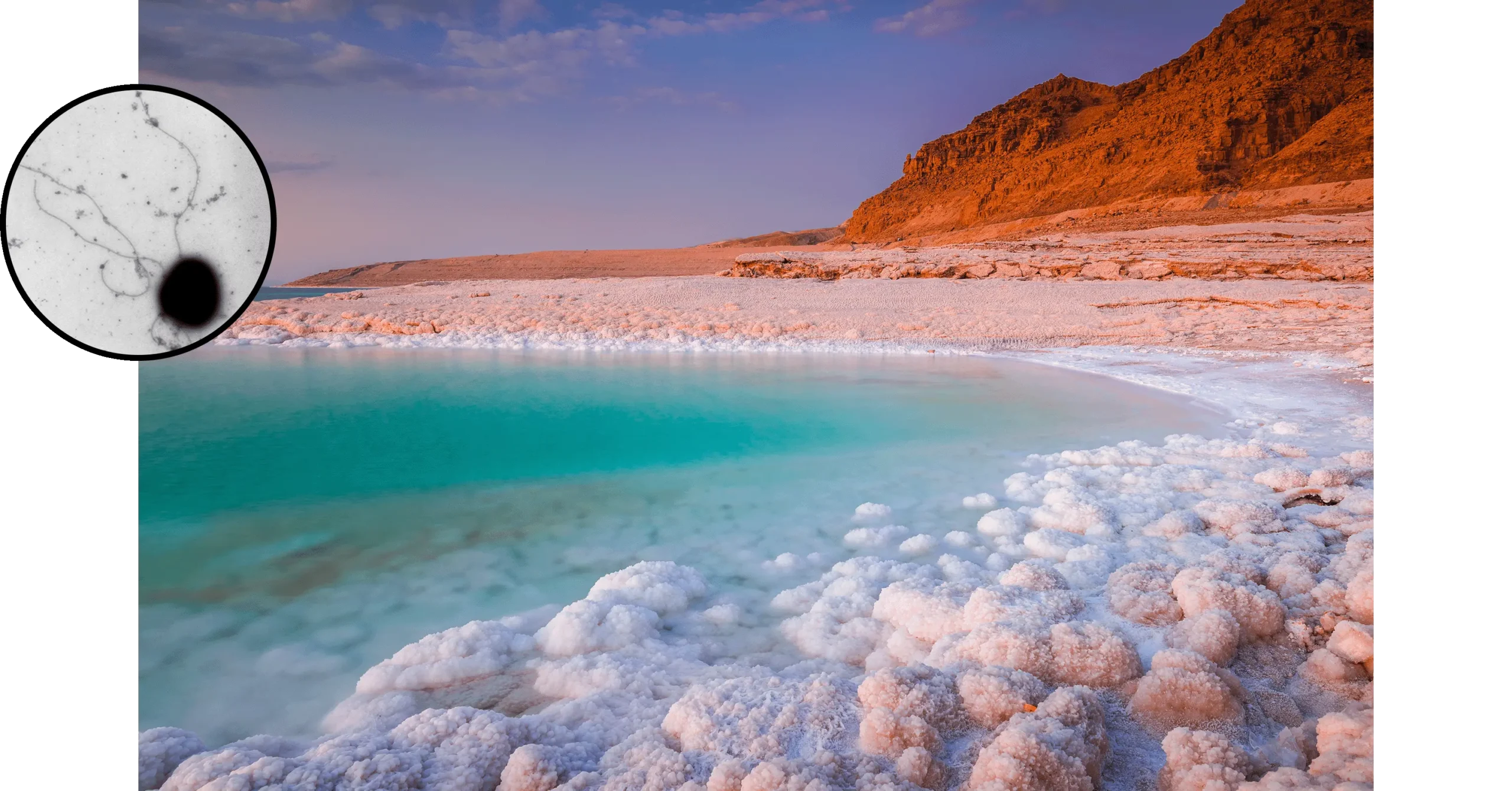 Main image: Turquoise water in the Dead Sea fringed by white salt crystal formations, with reddish-brown cliffs and a hazy sky in the background. Side image: Electron micrograph showing a dark, oval cell body with long, thin, branching filaments extending outward.