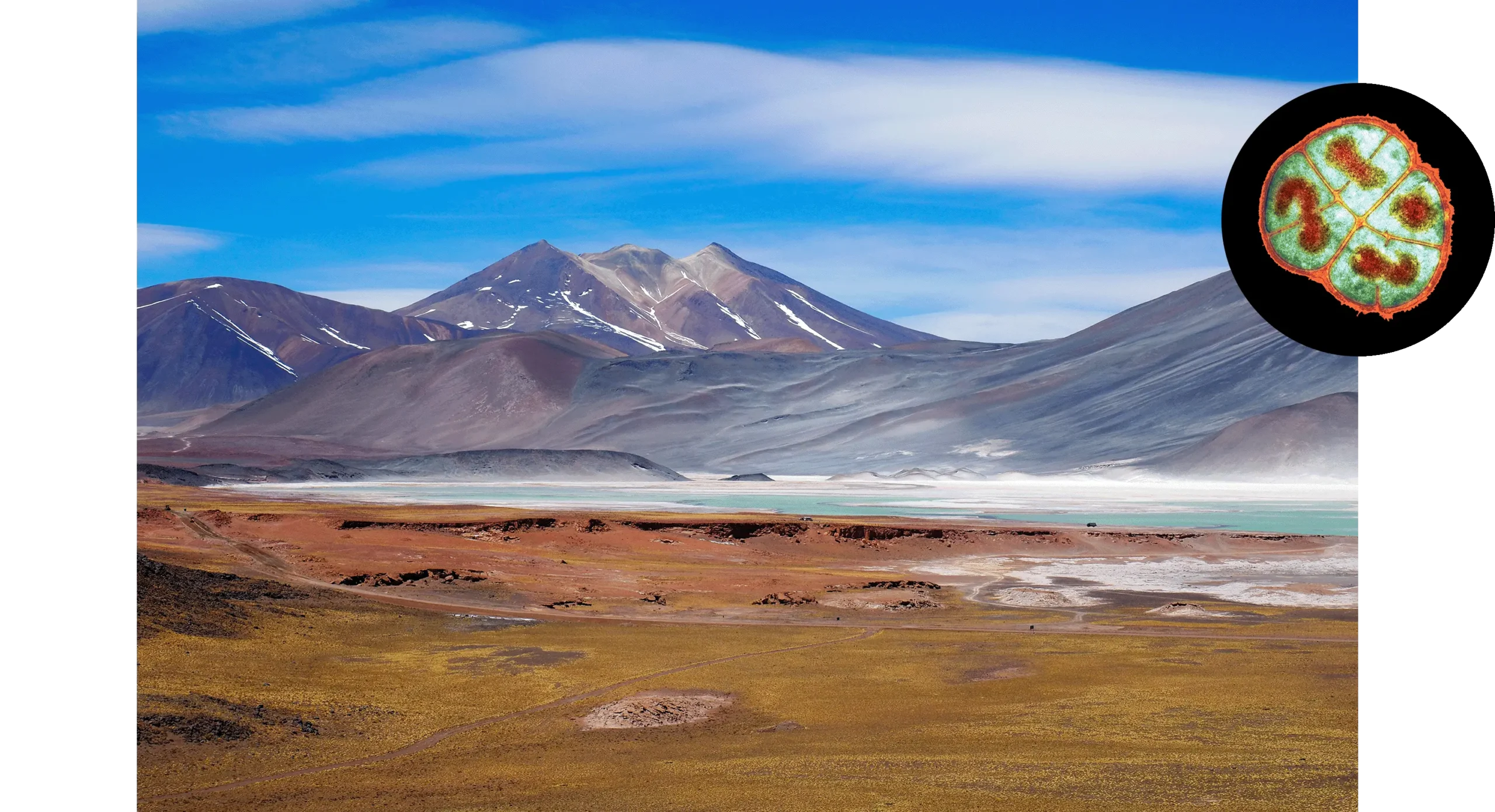 Main image: A turquoise salt lake in the Atacama desert in Chile set against a barren, multicolored desert landscape of reddish, ochre and grey terrain, with a snow-dappled mountain peak rising in the distance under a blue sky. Side image: Colorized electron micrograph of a round bacterial Deinococcus radiodurans cell divided into segments by an orange cell wall, each containing a coiled, dark red structure surrounded by green cytoplasm.